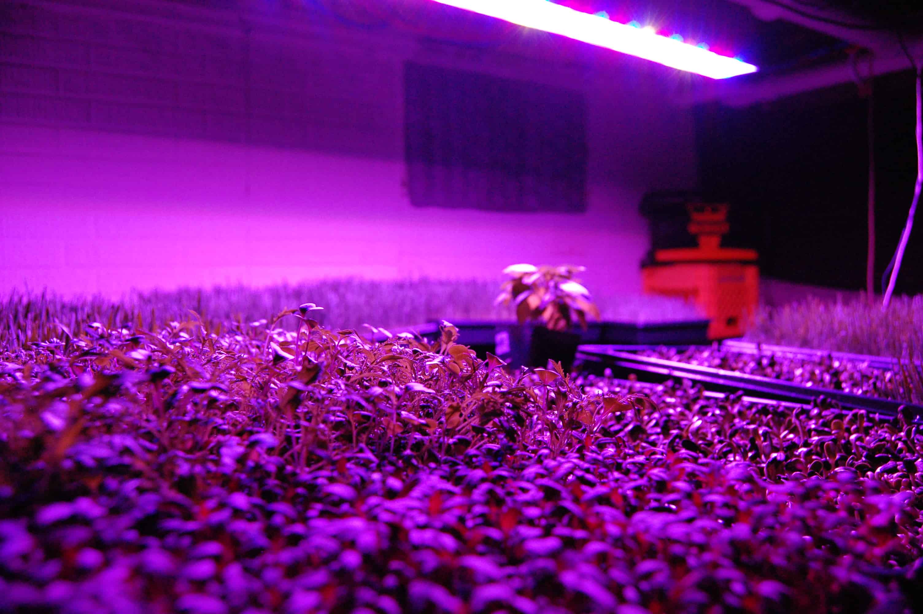 A Beginners Guide To Using Grow Lights